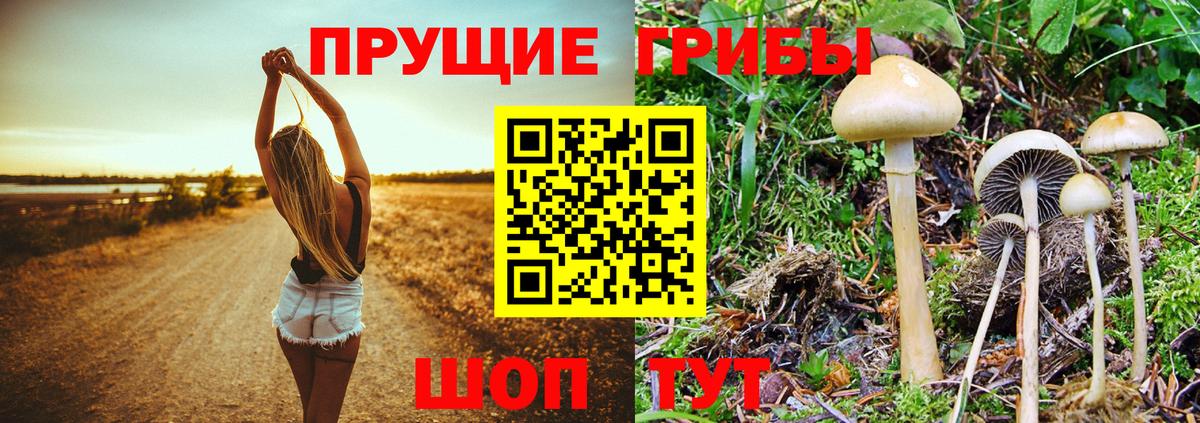 Галлюциногенные грибы мицелий  Вход с VPN  Тула  Псилоцибиновые грибы прущие грибы 